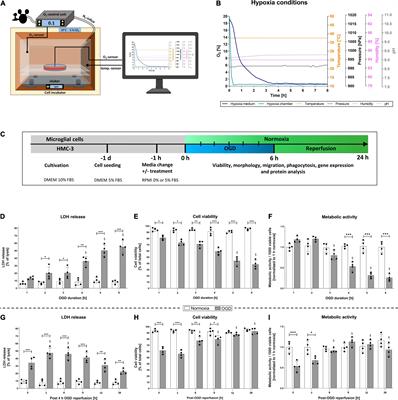 Erythropoietin Enhances Post-ischemic Migration and Phagocytosis and Alleviates the Activation of Inflammasomes in Human Microglial Cells